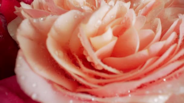 Macro Uitzicht Kleurrijke Rozen Met Dauwdruppels Verbazingwekkende Roos Bloemen Aroma — Stockvideo
