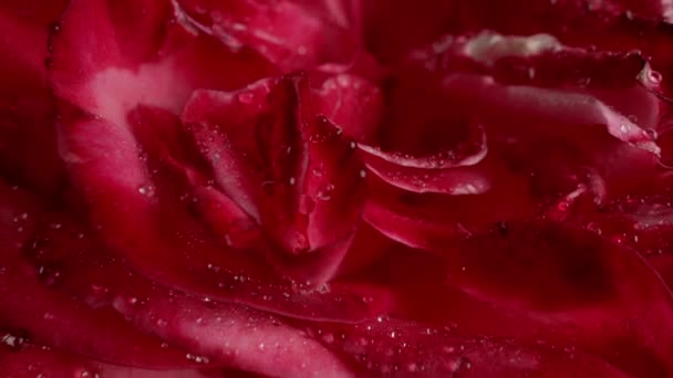 Macro Uitzicht Rozen Bloemblaadjes Met Dauwdruppels Verbazingwekkende Roos Bloemen Aroma — Stockvideo