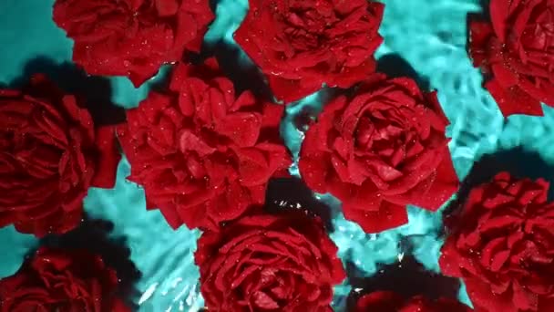 Increíbles Rosas Rojas Flores Agua Bajo Gotas Lluvia Floral Romántico — Vídeos de Stock