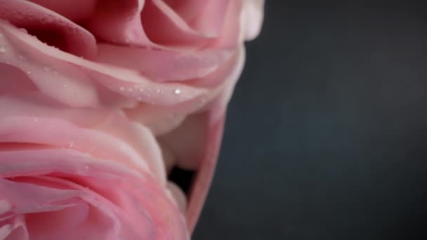 Makro Widok Różowe Płatki Róż Kropli Rosy Niesamowita Róża Kwiatowe — Wideo stockowe