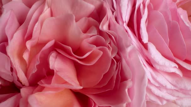 Macro Vista Rosas Rosas Pétalos Con Gotas Rocío Rosa Increíble — Vídeos de Stock