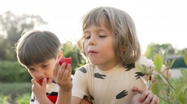 Bahçede çilek yiyen şirin küçük çocuklar. Kardeşler çalılıktan böğürtlen yer. Lezzetli vejetaryen tatlı, vitaminler, beslenme, sağlıklı yeme konsepti. Yüksek kalite 4k görüntü