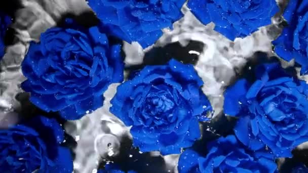 Increíbles Rosas Exóticas Azules Flores Agua Bajo Gotas Lluvia Floral — Vídeos de Stock
