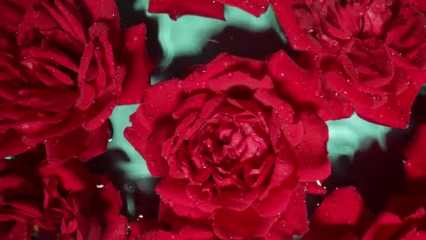 Increíbles Rosas Rojas Flores Agua Bajo Gotas Lluvia Floral Romántico — Vídeos de Stock