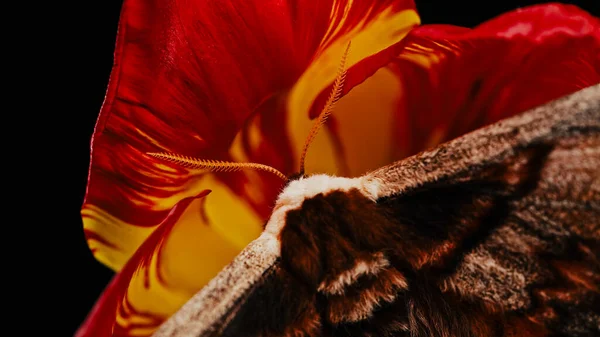 Borboleta Noturna Europeia Saturnia Pyri Mariposa Pavão Gigante Senta Flor — Fotografia de Stock