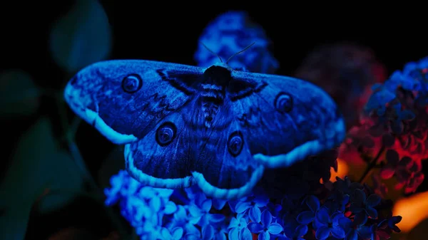 European Night Butterfly Saturnia Pyri Giant Peacock Moth Sits Lilac — Stock Photo, Image