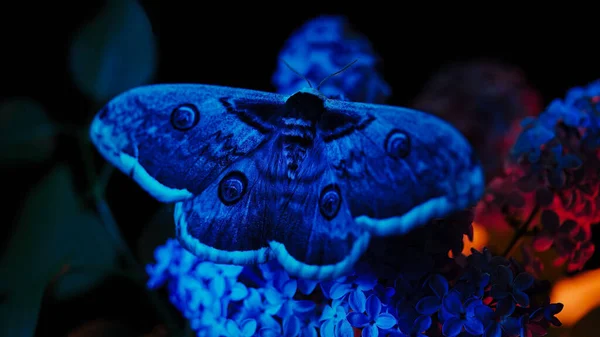 Borboleta Noturna Europeia Saturnia Pyri Mariposa Gigante Pavão Senta Ramo — Fotografia de Stock