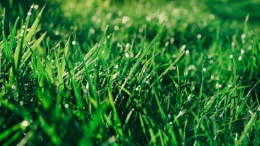 Basit bir arka plan, yeşil taze çimen. Rüzgâr tarafından sallanan doğal çayır. Bahçe bakımı, ot kontrolü. Yüksek kalite