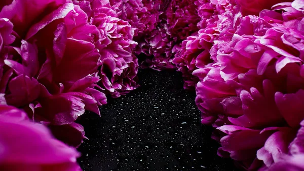 Macro view, aisle flowering peonies, petals on buds. Spring floral carpet surface texture - pink flowers blossom backdrop. Macro blooming nature view. Wedding, Valentine\'s Day concept