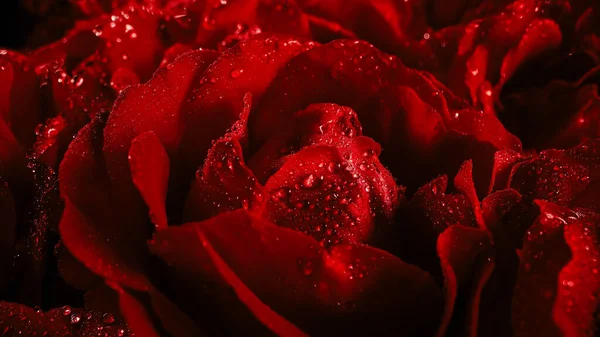 stock image Macro view roses petals with dew drops, amazing rose. Floral, aroma background. Summer carpet surface texture - red flowers blossom backdrop. Blooming nature view. Wedding, Valentine's Day concept