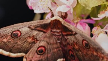 Avrupa gece kelebeği - Saturnia pyri, dev tavus kuşu güvesi çiçek açan bir dalda oturur, kanatlarını çırparak. Kırmızı kitaptaki inanılmaz nadir böcek türleri. Yüksek kalite 4k görüntü