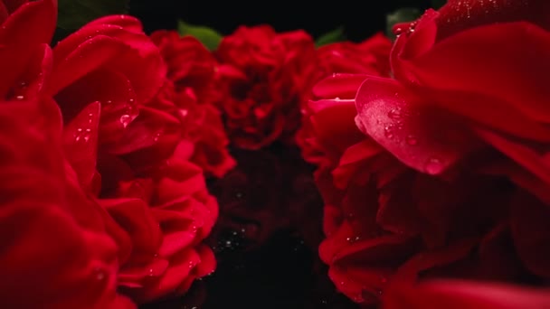 Makro Ansicht Schieberegler Bewegt Sich Auf Gang Blühenden Rosen Blütenblätter — Stockvideo