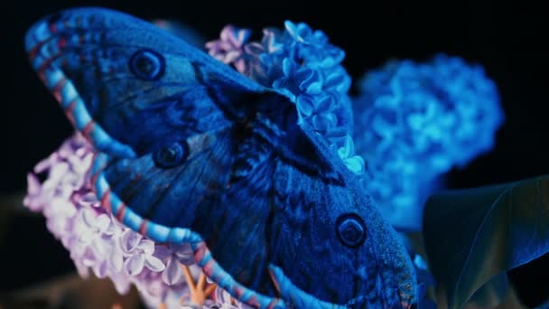Európai Éjszakai Pillangó Saturnia Piri Óriás Pávamoly Orgona Ágon Kék — Stock videók