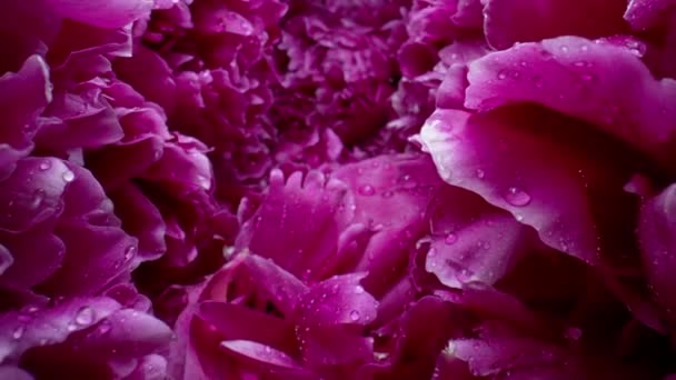 Peonía Floreciente Pétalos Gran Brote Textura Superficie Alfombra Floral Primavera — Vídeos de Stock