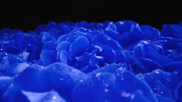 Blauwe Rozen Bloeiend Bloemblaadjes Grote Knop Exotische Bloemen Tapijt Oppervlak — Stockvideo