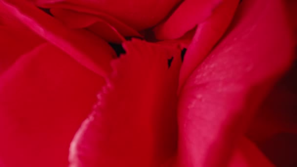 Makro Ansicht Rosen Blütenblätter Mit Tautropfen Erstaunliche Rose Floraler Aromatischer — Stockvideo