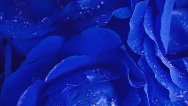 Blaue Rosen Blühen Blütenblätter Auf Großen Knospen Exotische Florale Teppich — Stockvideo