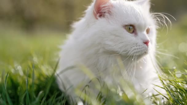 Cute Portret Biały Highland Prosto Puszysty Kot Zielonym Tle Trawnika — Wideo stockowe
