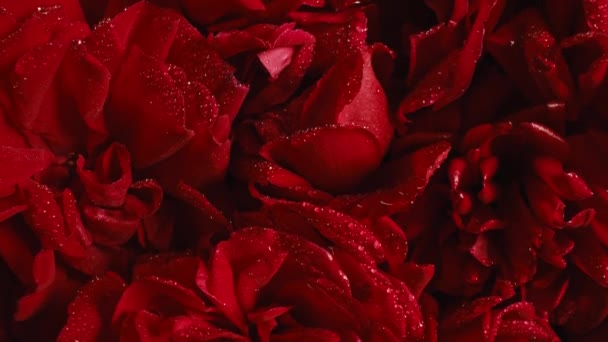 マクロビューの露滴とバラの花びらは 驚くべきバラ 香りの背景 夏のカーペット表面の質感 赤い花の背景を咲かせます 大自然を望む 結婚式 バレンタインデーのコンセプト — ストック動画