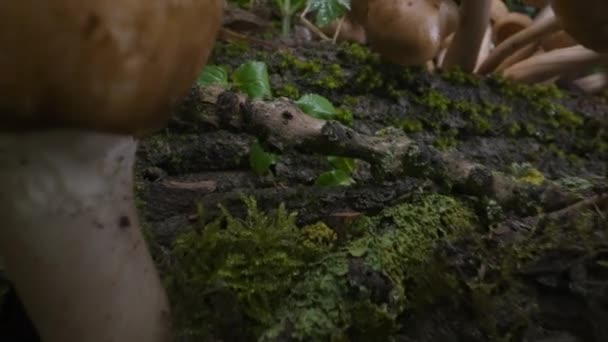 Cena Florestal Família Cogumelos Maduros Cresceu Depois Chuva Musgo Árvore — Vídeo de Stock