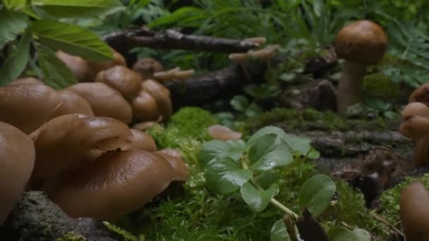 キノコの束 森林の背景 秋の森マクロドーリーショット 天然の明るい光の下で野生の毒真菌 高品質4K映像 — ストック動画
