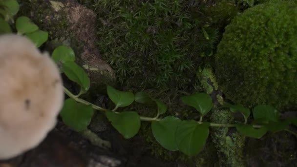 Cena Florestal Família Cogumelos Maduros Cresceu Depois Chuva Musgo Árvore — Vídeo de Stock