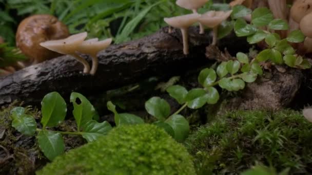 Cogumelos Fundo Floresta Floresta Outono Macro Boneca Disparada Fungos Venenosos — Vídeo de Stock