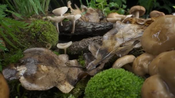 Mushrooms Bunch Forest Background Autumn Forest Macro Dolly Shot Wild — Stock Video