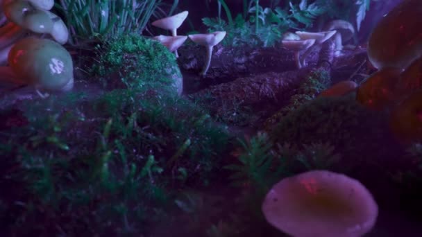 ハロシノゲンキノコ ネオンカラフルな光 夜の菌類 森林の背景 秋のシーズン ホーム研究所の農場 マクロドーリーショット 高品質4K映像 — ストック動画