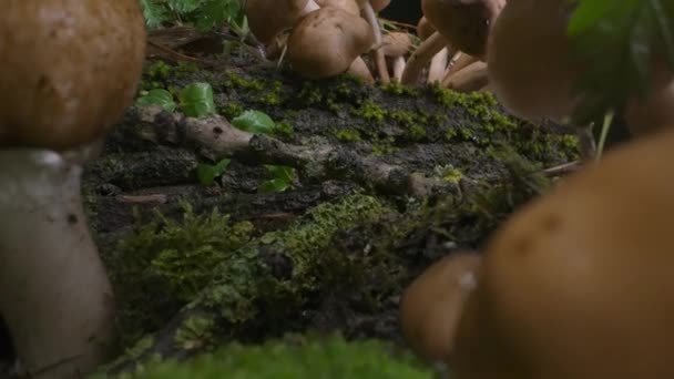 蘑菇一堆 森林背景 秋天的森林 宏观娃娃拍摄 天然强光下的野生有毒真菌 高质量的4K镜头 — 图库视频影像