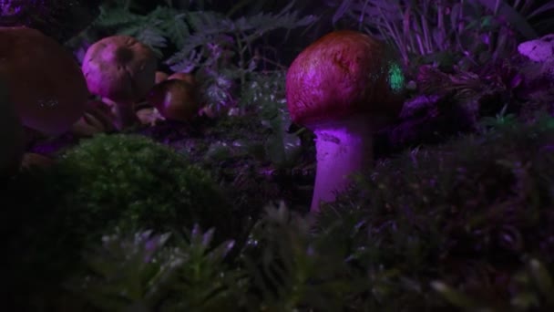 Setas Alucinógenas Luz Colores Neón Hongos Nocturnos Fondo Forestal Temporada — Vídeo de stock