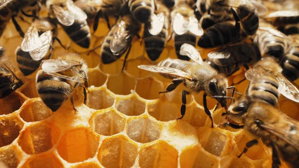 Bienen Schwärmen Auf Waben Extreme Makroaufnahmen Insekten Die Hölzernen Bienenstöcken — Stockfoto