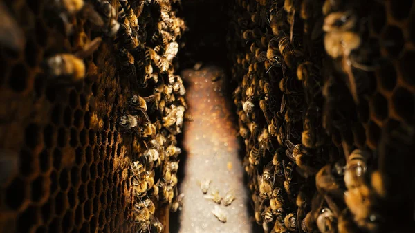 Bees Swarming Honeycomb Extreme Macro Shot Insects Working Wooden Beehive — Stock Photo, Image