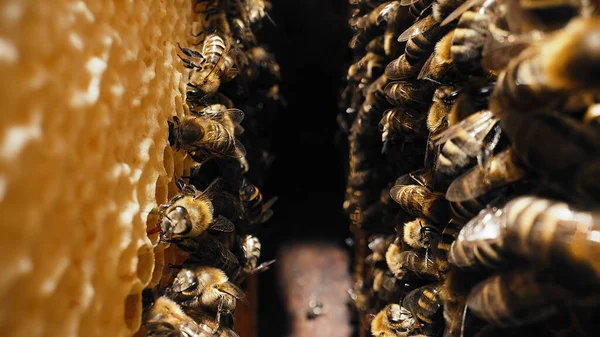 蜂は蜂の巣に群がって極端なマクロショット 花の花粉から蜜を集め 木の巣で働く昆虫は甘い蜂蜜を作ります 集合的作業の概念 — ストック写真