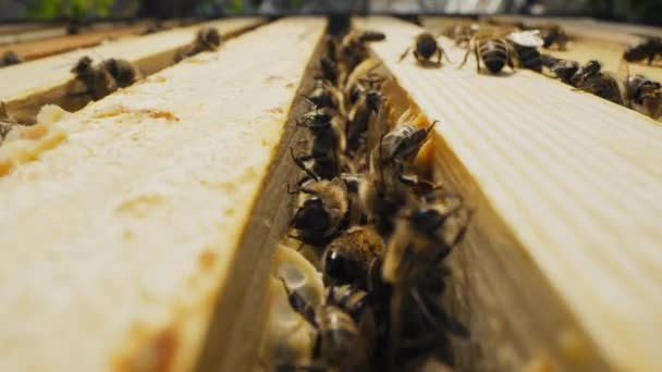 Bijen Zwermen Honingraat Extreme Macro Slider Beelden Insecten Die Houten — Stockvideo