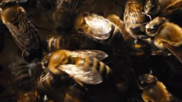 蜂はハニカムに群がり極端なマクロスライダー映像 花の花粉から蜜を集め 木の巣で働く昆虫は甘い蜂蜜を作ります 集合的作業の概念 — ストック動画