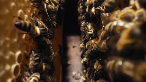蜂はハニカムに群がり極端なマクロスライダー映像 花の花粉から蜜を集め 木の巣で働く昆虫は甘い蜂蜜を作ります 集合的作業の概念 — ストック動画