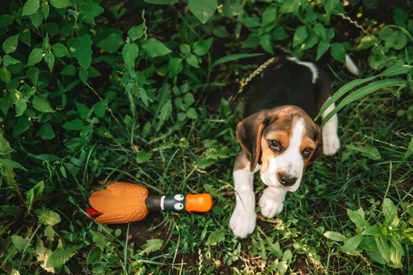 公园绿草中的小猎犬的肖像 可爱的宠物 新的家庭成员 高质量的照片 — 图库照片