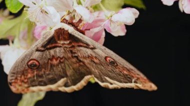 Avrupa gece kelebeği - Saturnia pyri, dev tavus kuşu güvesi çiçek açan bir dalda oturur, kanatlarını çırparak. Kırmızı kitaptaki inanılmaz nadir böcek türleri. Yüksek kalite 4k görüntü