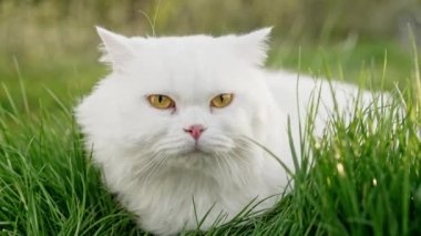 Beyaz İskoçya 'nın sevimli portresi yeşil çimenlik arka planda düz tüylü kedi. Lüks evcil kedi, doğa yürüyüşünde temiz hava soluyor..