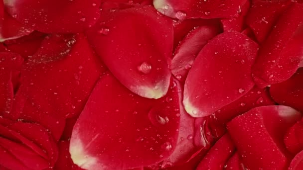 Macro Vista Pétalas Rosas Com Gotas Orvalho Rosa Incrível Floral — Vídeo de Stock
