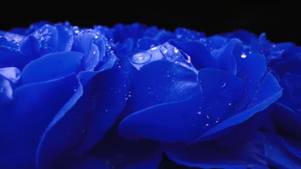Rosas Azuis Florescendo Pétalas Grande Broto Textura Superfície Tapete Floral — Vídeo de Stock