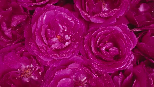 Roze Rozen Bloeiend Bloemblaadjes Grote Knop Dew Druppels Bloemen Tapijt — Stockvideo