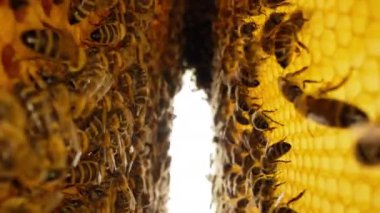 Arılar bal peteği üzerinde akın ediyor, makro kaydırak görüntüleri, kamera kuluçkaya yatmış kareler arasındaki kovanın derinliklerine doğru hareket ediyor. Arı kovanında çalışan böcekler, çiçek poleninden nektar toplarlar..