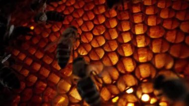 Arılar bal peteği üzerinde akın ediyor, makro kaydırak görüntüleri, kamera kuluçkaya yatmış kareler arasındaki kovanın derinliklerine doğru hareket ediyor. Arı kovanında çalışan böcekler, çiçek poleninden nektar toplarlar..