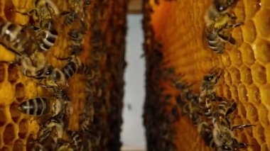 Arılar bal peteği üzerinde akın ediyor, makro kaydırak görüntüleri, kamera kuluçkaya yatmış kareler arasındaki kovanın derinliklerine doğru hareket ediyor. Arı kovanında çalışan böcekler, çiçek poleninden nektar toplarlar..