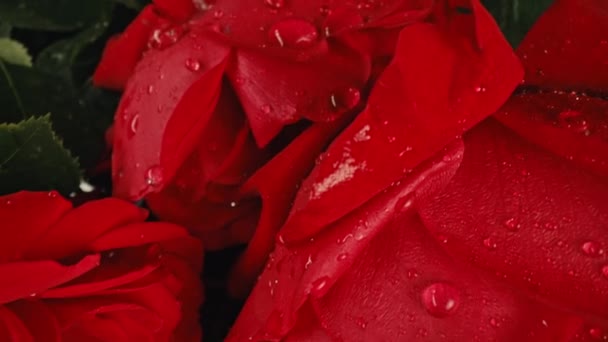 宏观看玫瑰花瓣与露珠 令人惊奇的玫瑰 花香芬芳的背景夏季地毯表面纹理 红色花的背景 欣欣向荣的自然景观结婚 情人节的概念 — 图库视频影像