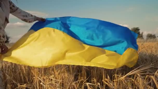 Woman Holding Ukrainian Waving National Flag Wheat Field Background Gold — Stock Video