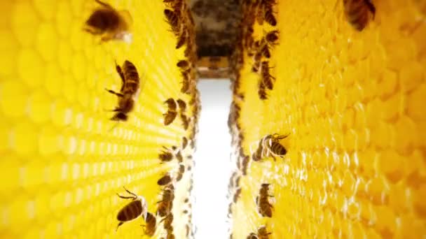 蜂拥而来的蜂窝 极端宏观滑翔机镜头 相机深入蜂窝与蜂窝之间的框架与小鸡 在蜂窝中工作的昆虫 从花朵花粉中采集花蜜 — 图库视频影像