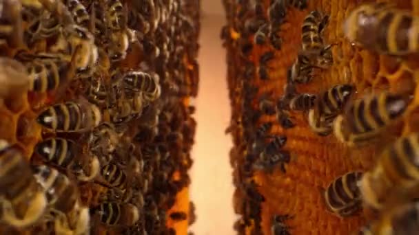 ミツバチはハニカムに群がり 極端なマクロスライダーの映像は カメラがブロッドでフレームの間のハイブに深く移動する 蜂蜜で働く昆虫 花粉から蜜を集める — ストック動画